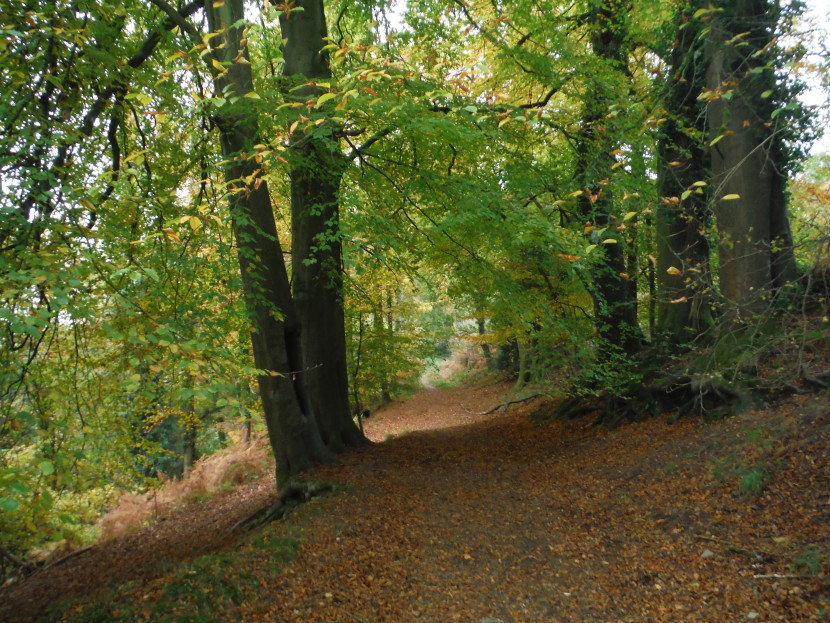 Danby beeches